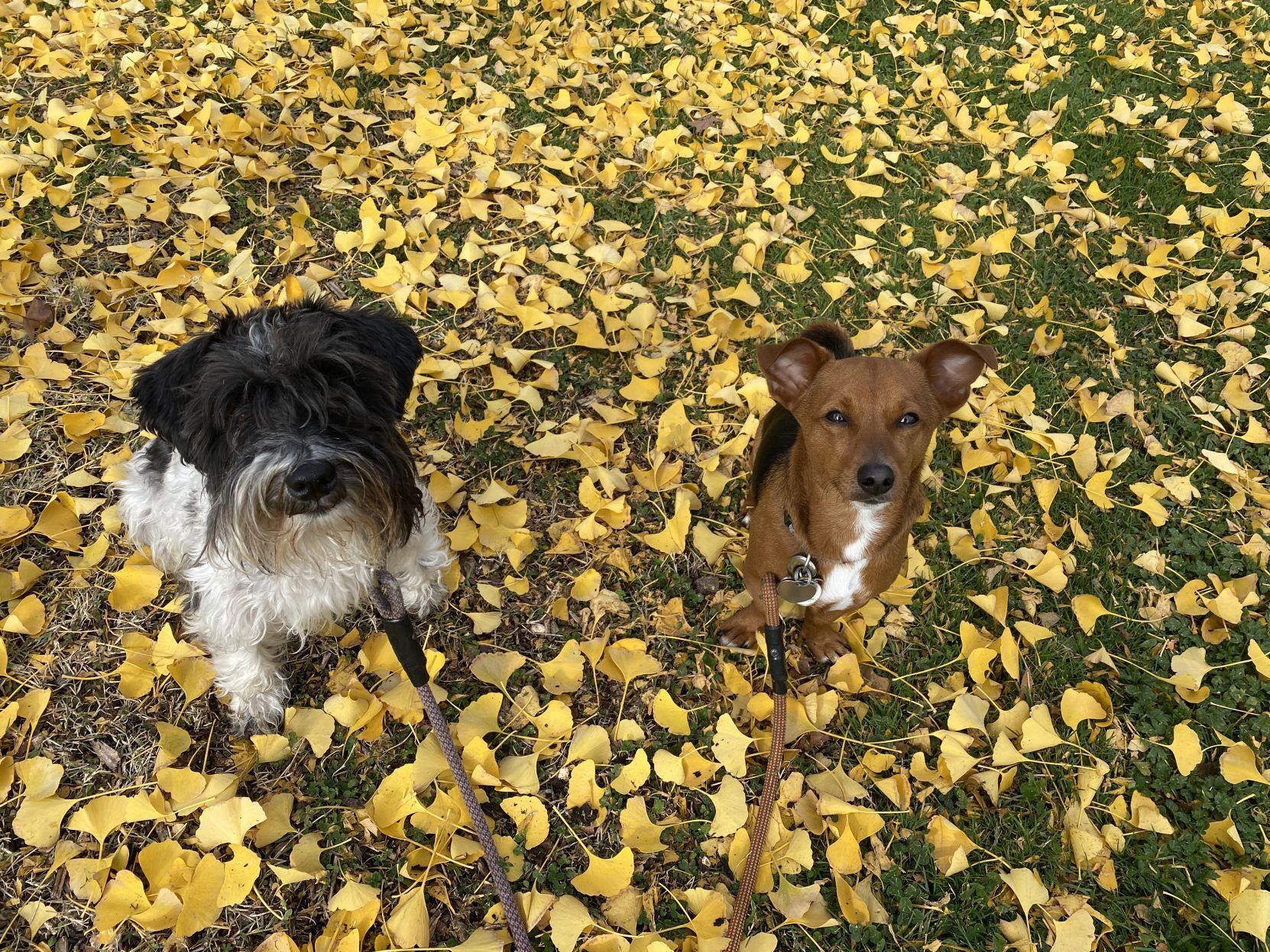 Leo and Stanley